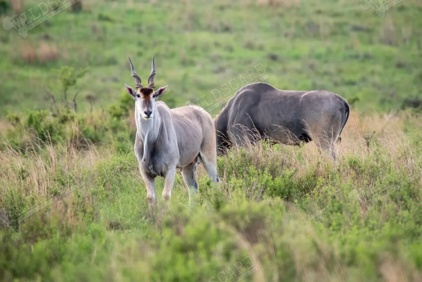 Two different antelope species standing together on grazing ground