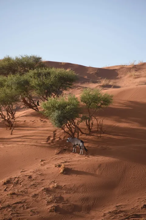 A tall sand dune with scattered trees at its base