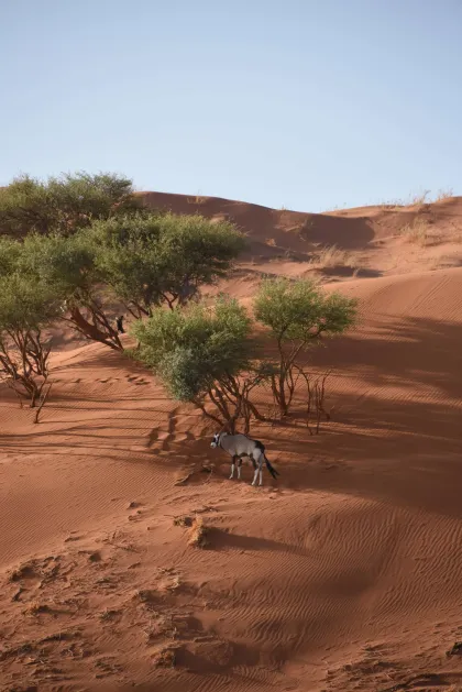 A tall sand dune with scattered trees at its base