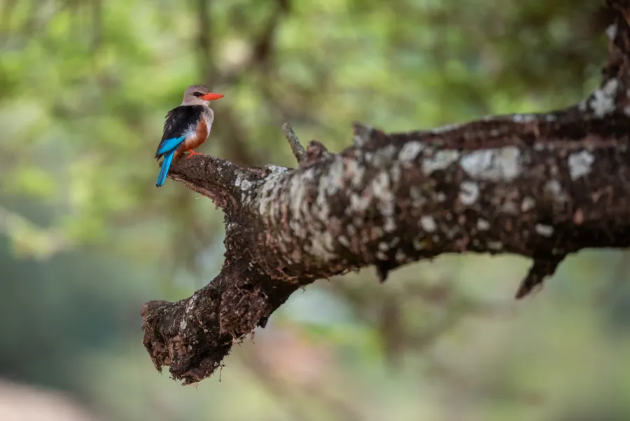A kingfisher with an orange breast on a branch