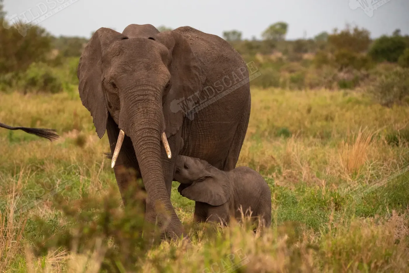 A herd of elephants with a calf moving across the savannah