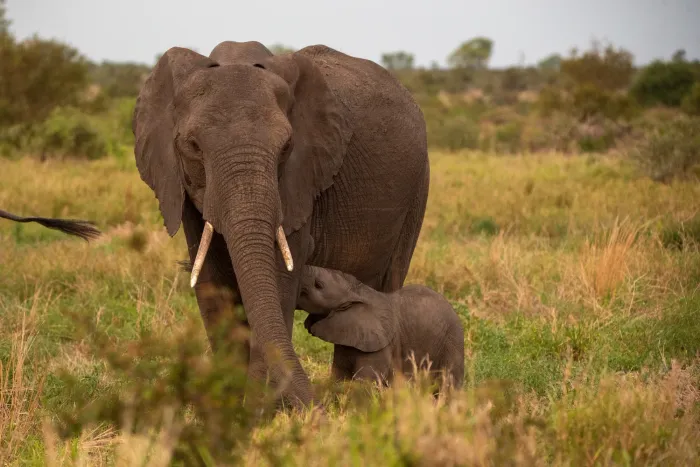 A herd of elephants with a calf moving across the savannah