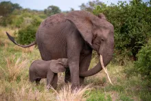 A tusked elephant cow with her calf in tall grass