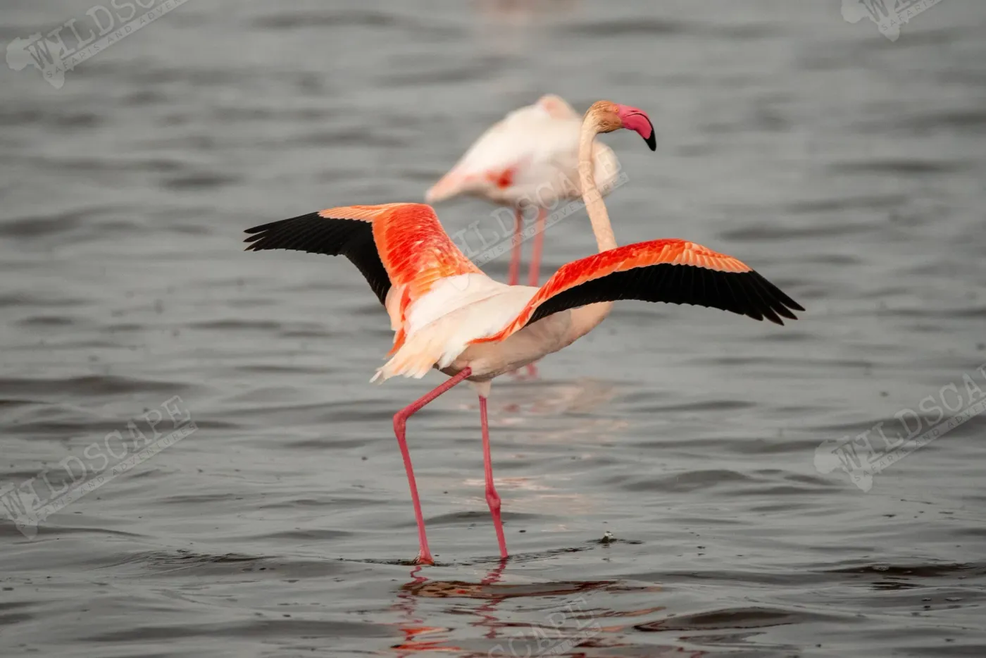 Two flamingos in shallow water, one with wings spread