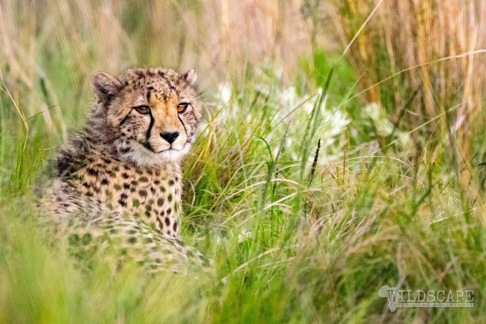 Portrait of a cheetah with clearly visible tear marks