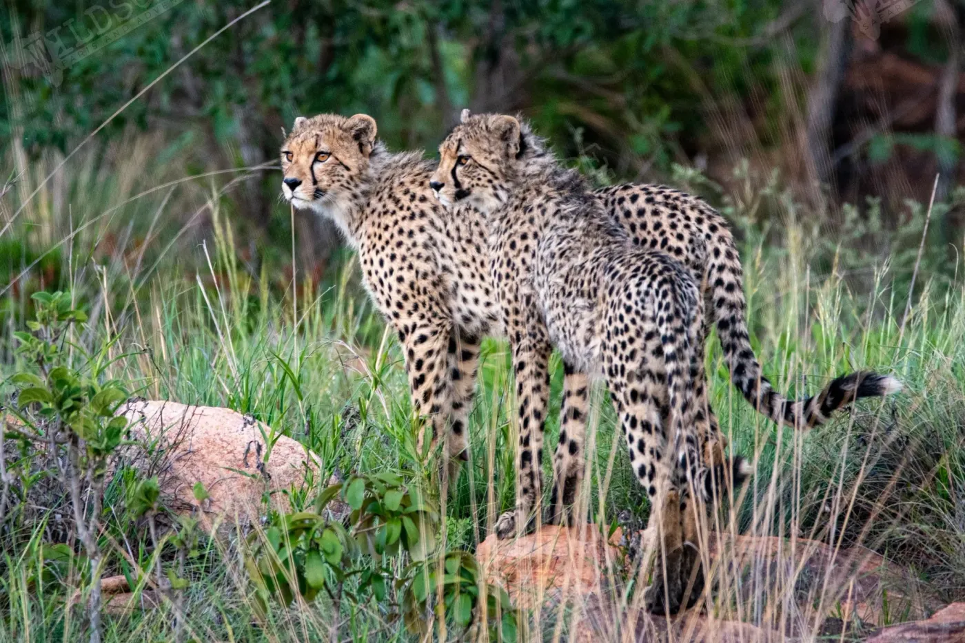 Two cheetahs standing close together, scanning the surroundings