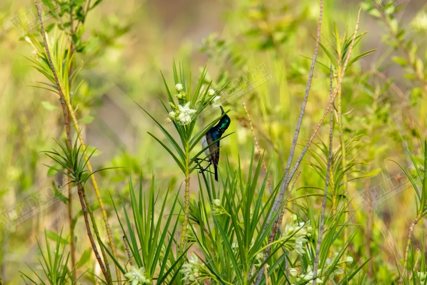 An iridescent dark bird among palm fronds