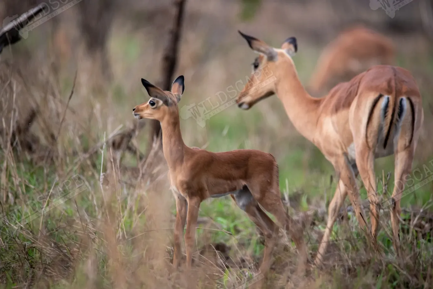 Two impalas among bushes, one looking towards the camera