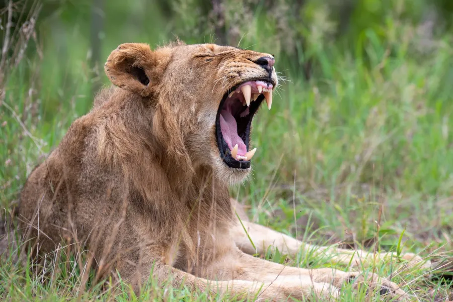 A young lion yawning, showing his canines