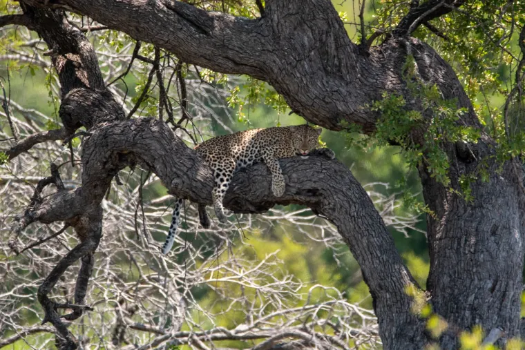 A leopard resting in the spreading branches of an old tree