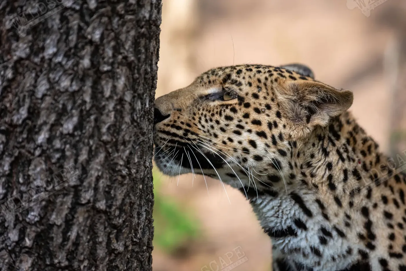 A leopard peering out from behind a tree trunk