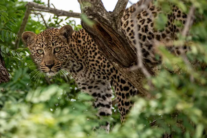 A leopard resting on a thick branch among green leaves