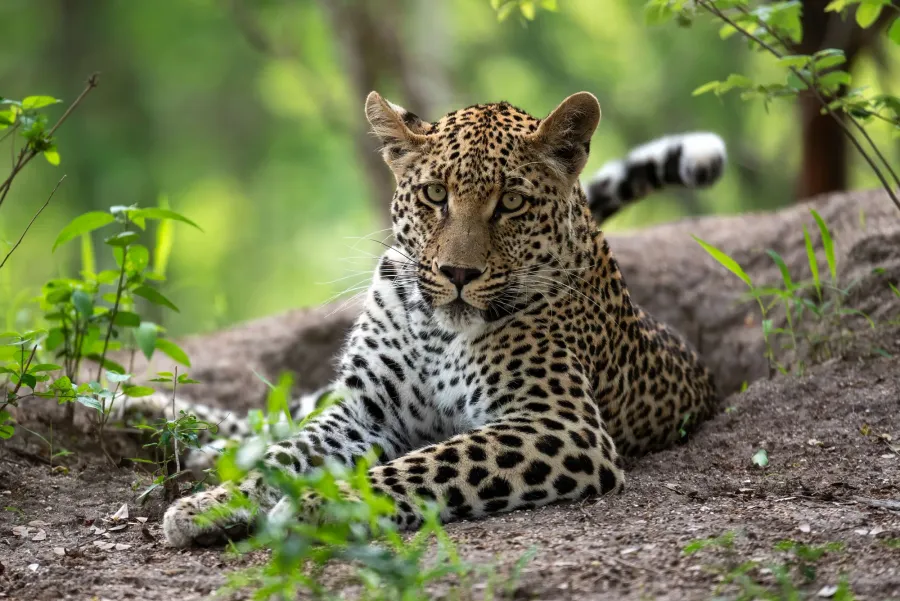 A leopard lying alert at the edge of a clearing