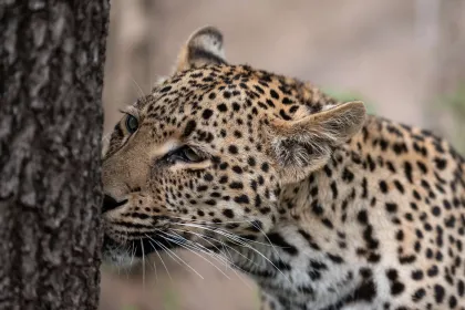 Head of a leopard in profile against a tree trunk