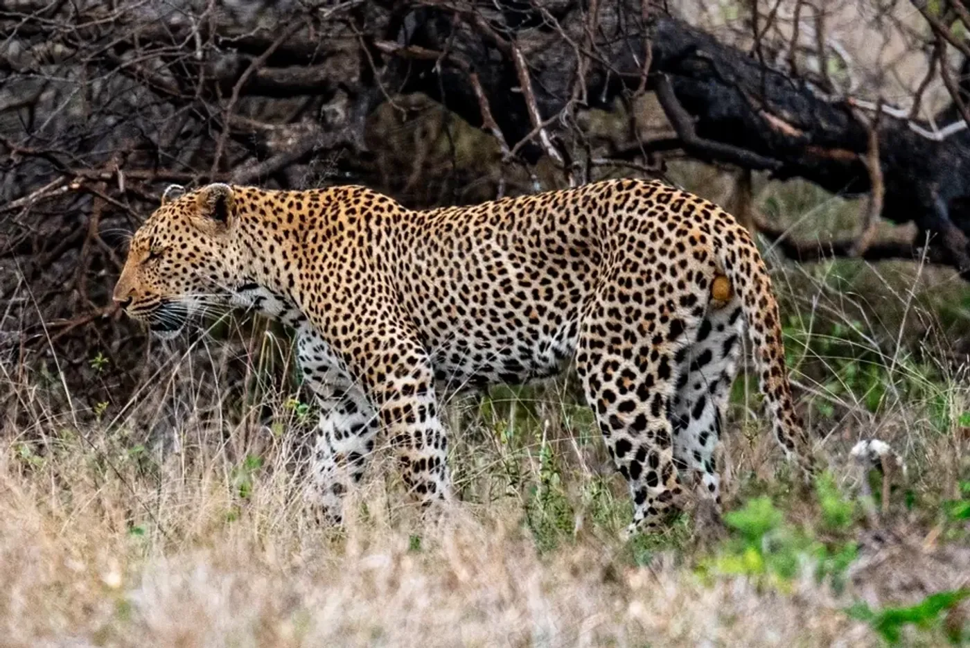 A leopard standing side-on in tall grass in front of dead branches