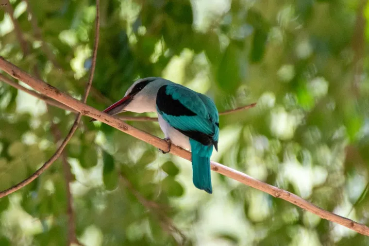 A turquoise bird on a thin twig