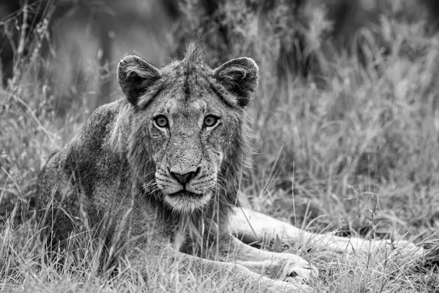 Black-and-white photograph of a lion looking straight at the camera