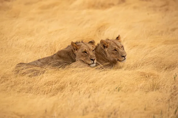 Two lions resting side by side in dry golden grass