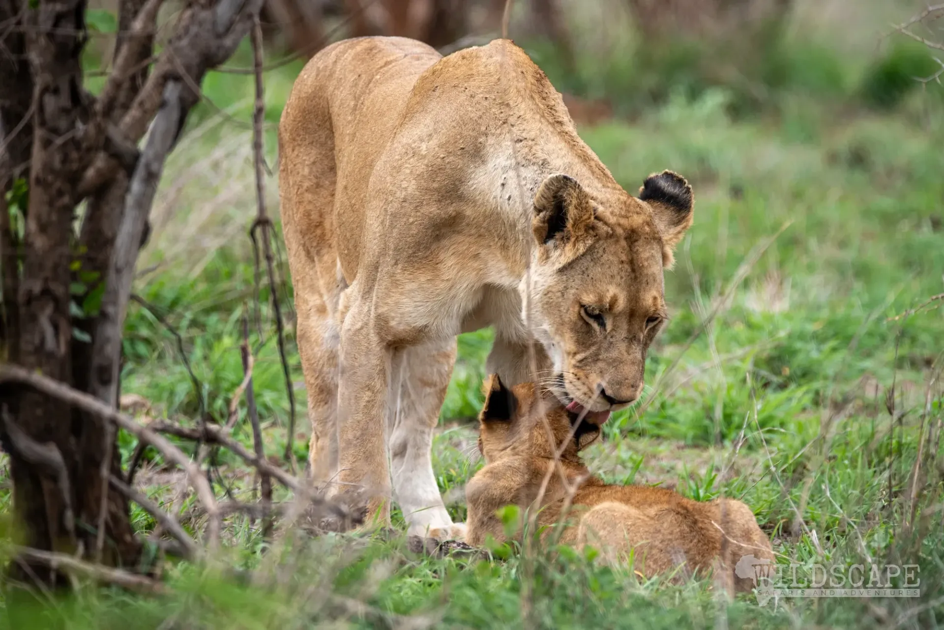 A lioness bending down to her cub in the grass