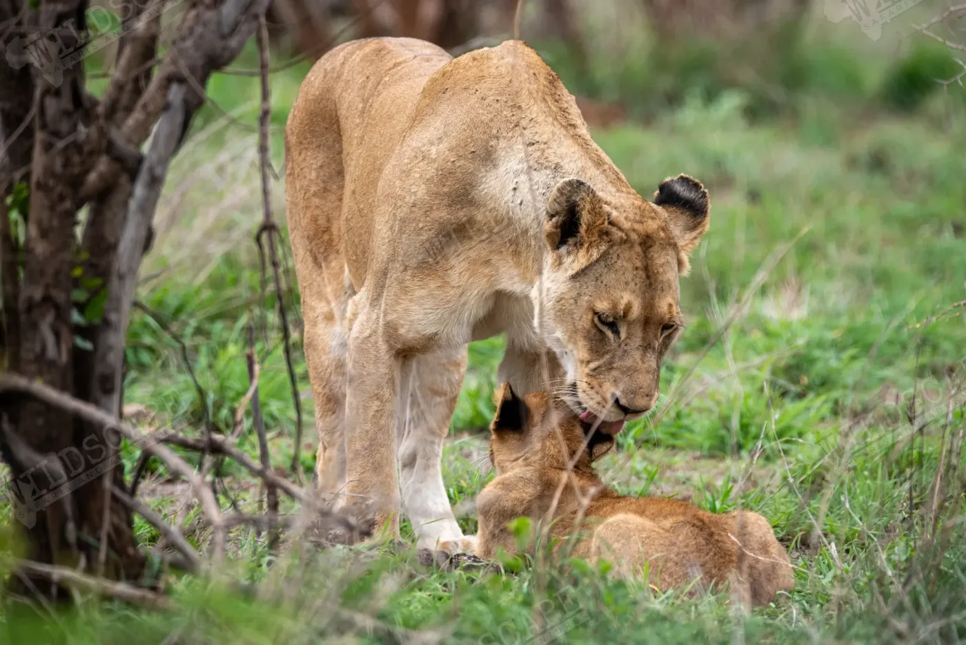 A lioness bending down to her cub in the grass