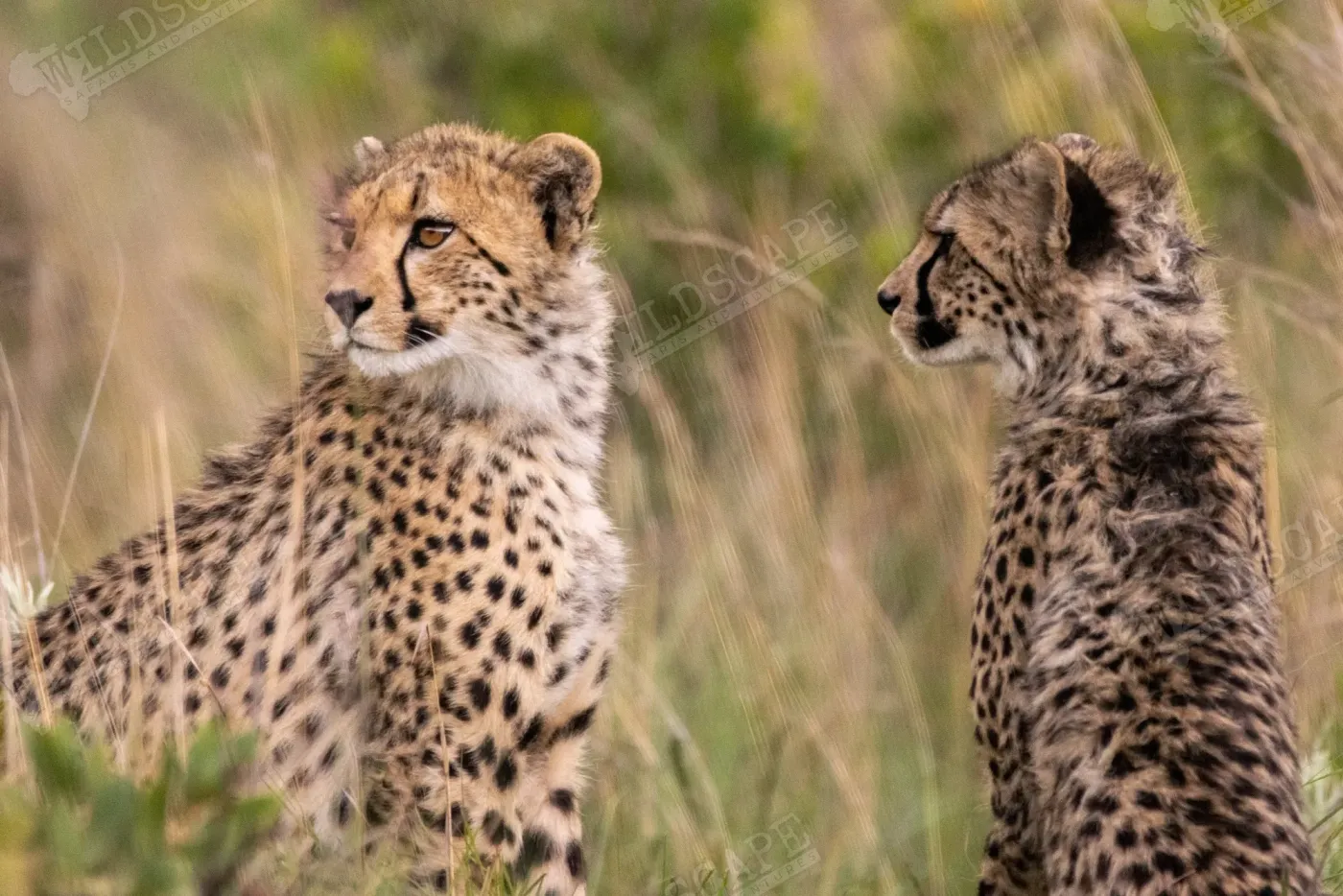 Two young cheetahs scanning attentively over the tall grass