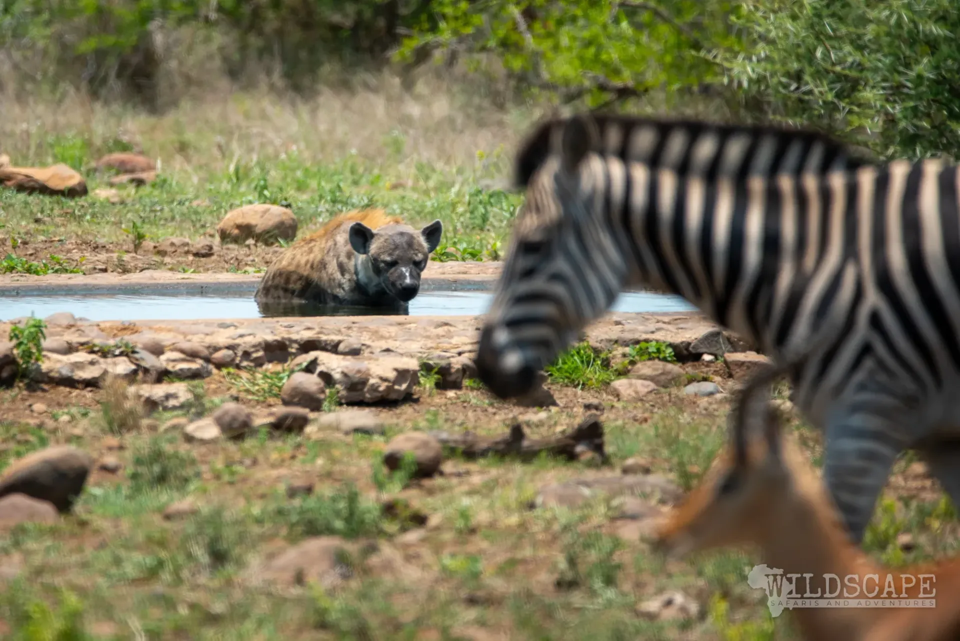 A spotted hyena lying in a waterhole, a zebra in the foreground