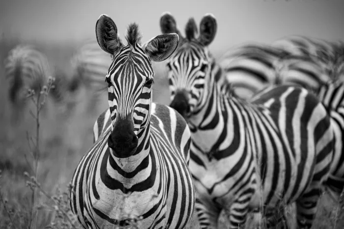 Several zebras crowded together, their stripe patterns overlapping